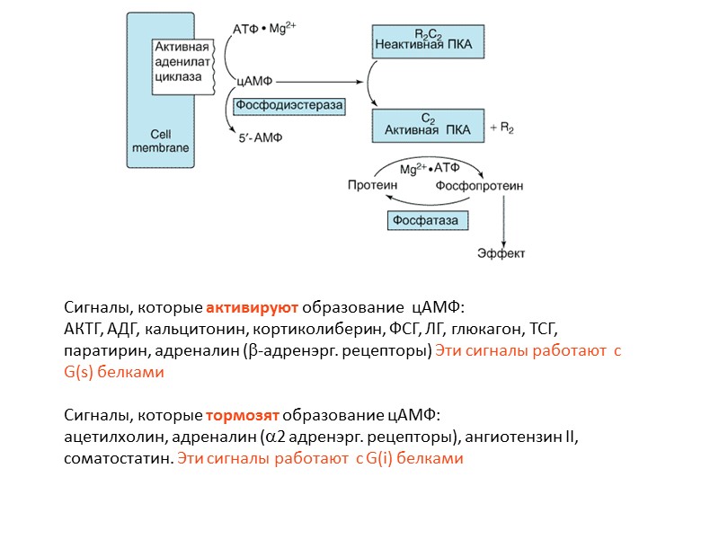 Сигналы, которые активируют образование  цАМФ: АКТГ, АДГ, кальцитонин, кортиколиберин, ФСГ, ЛГ, глюкагон, ТСГ,